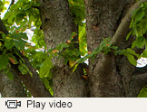 Trees video thumbnail
