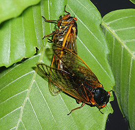 cicadas mating