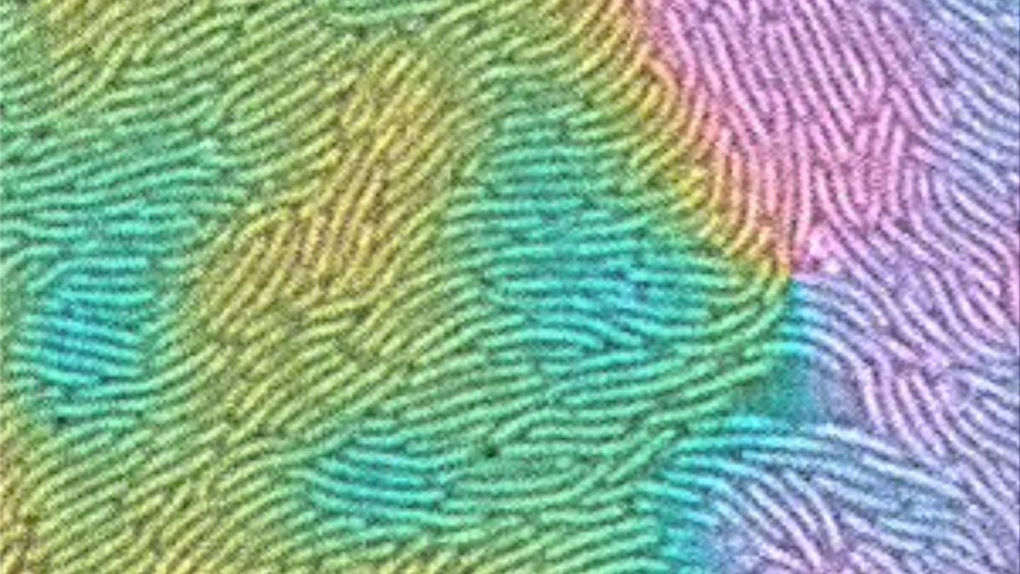 colored fingerprint patterns move