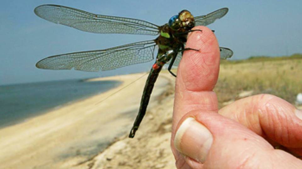 Tracking dragonflies