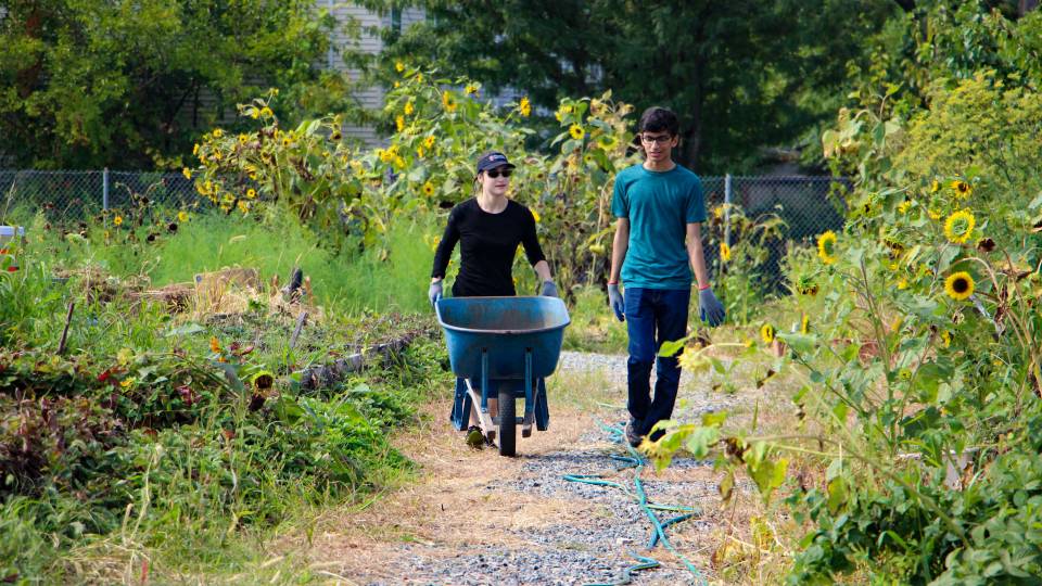 Students push wheelbarrow along path in urban farm plot