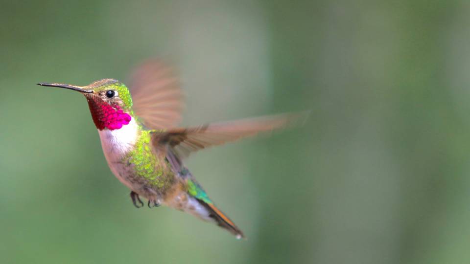 A male broad-tailed hummingbird in flight
