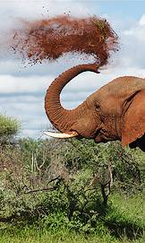 Elephant tossing dust