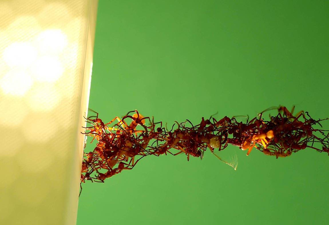 Ants forming a bridge