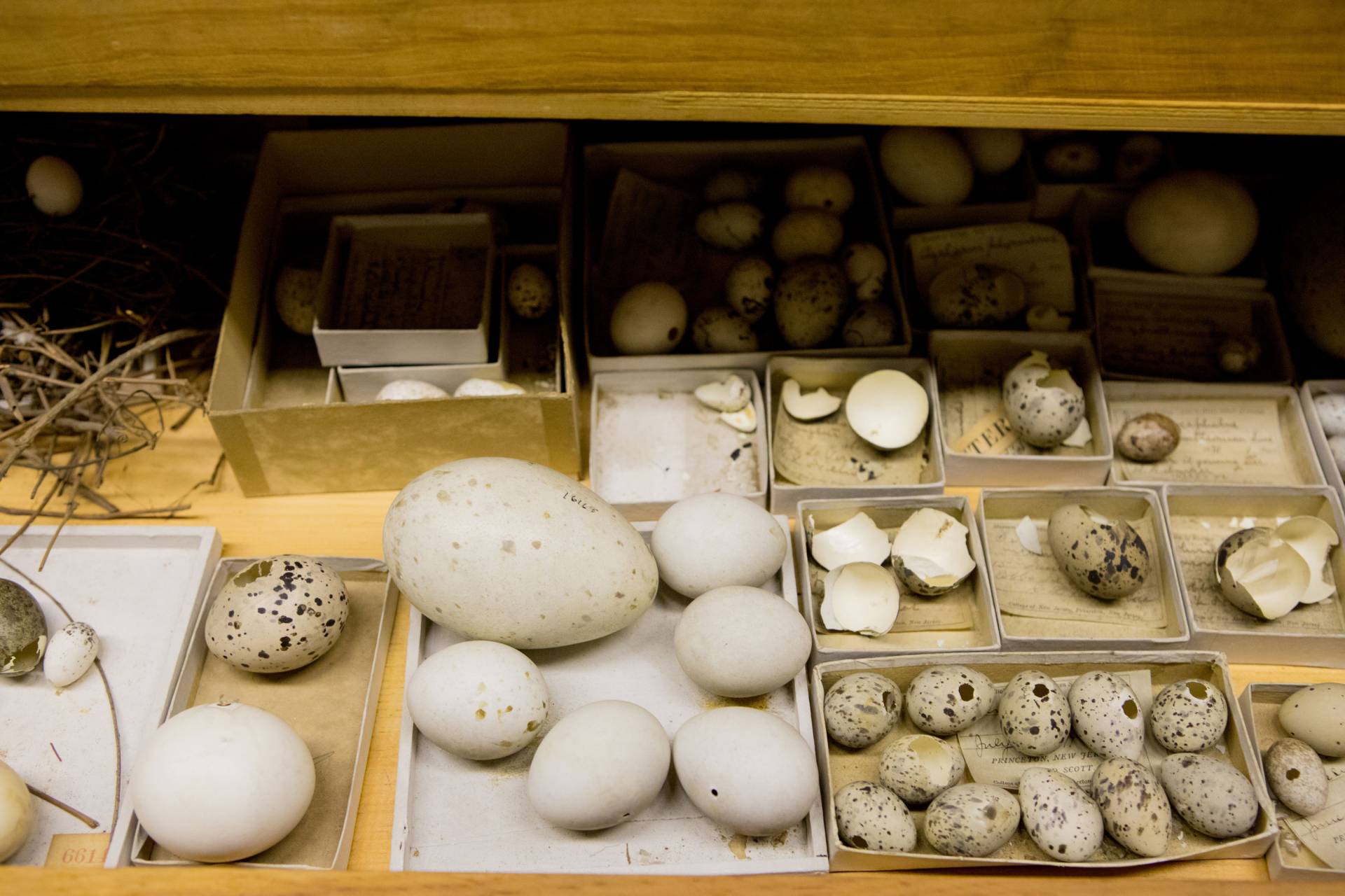 Different-sized eggs sitting in an open drawer