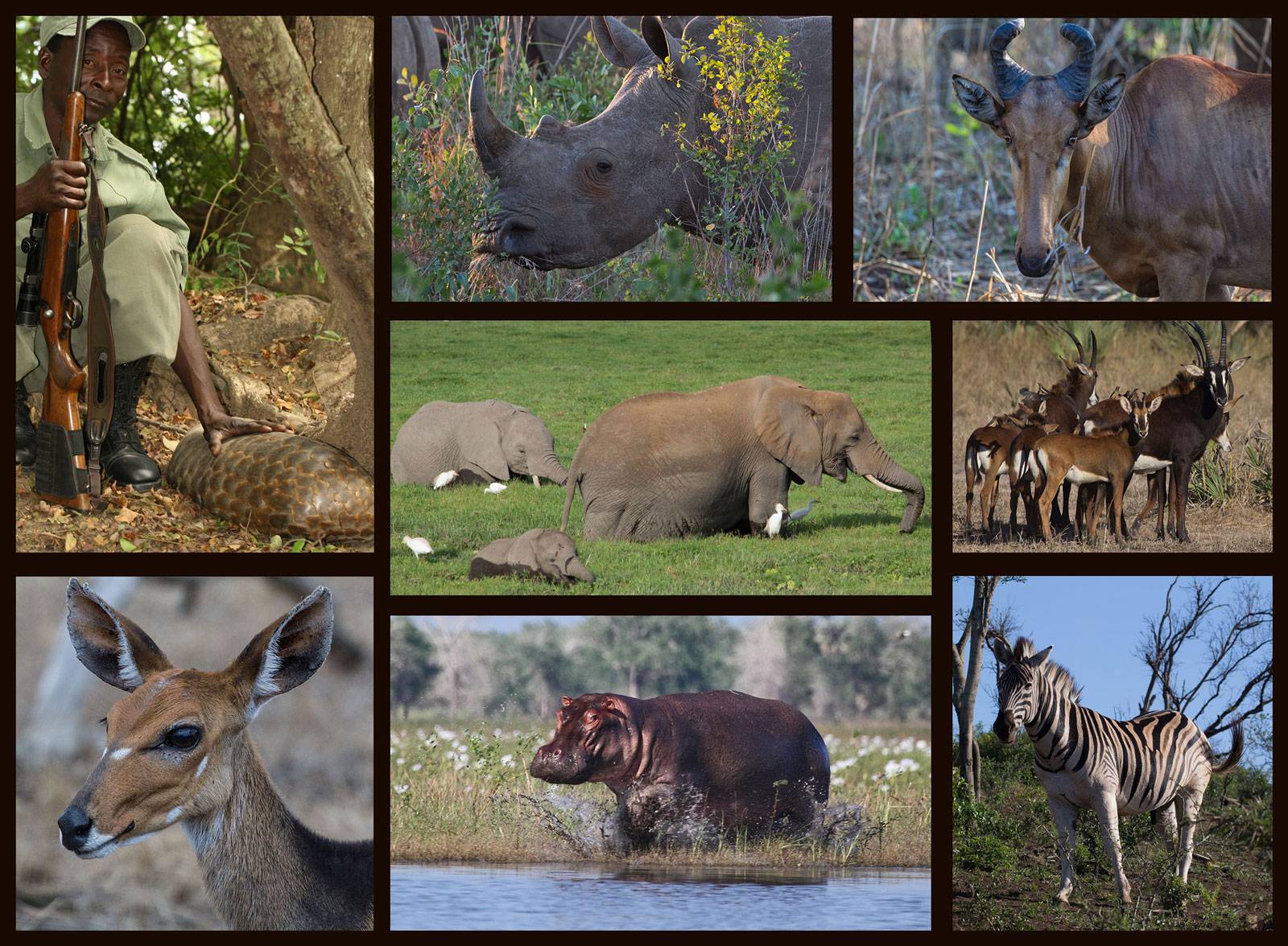 Africa animal collage