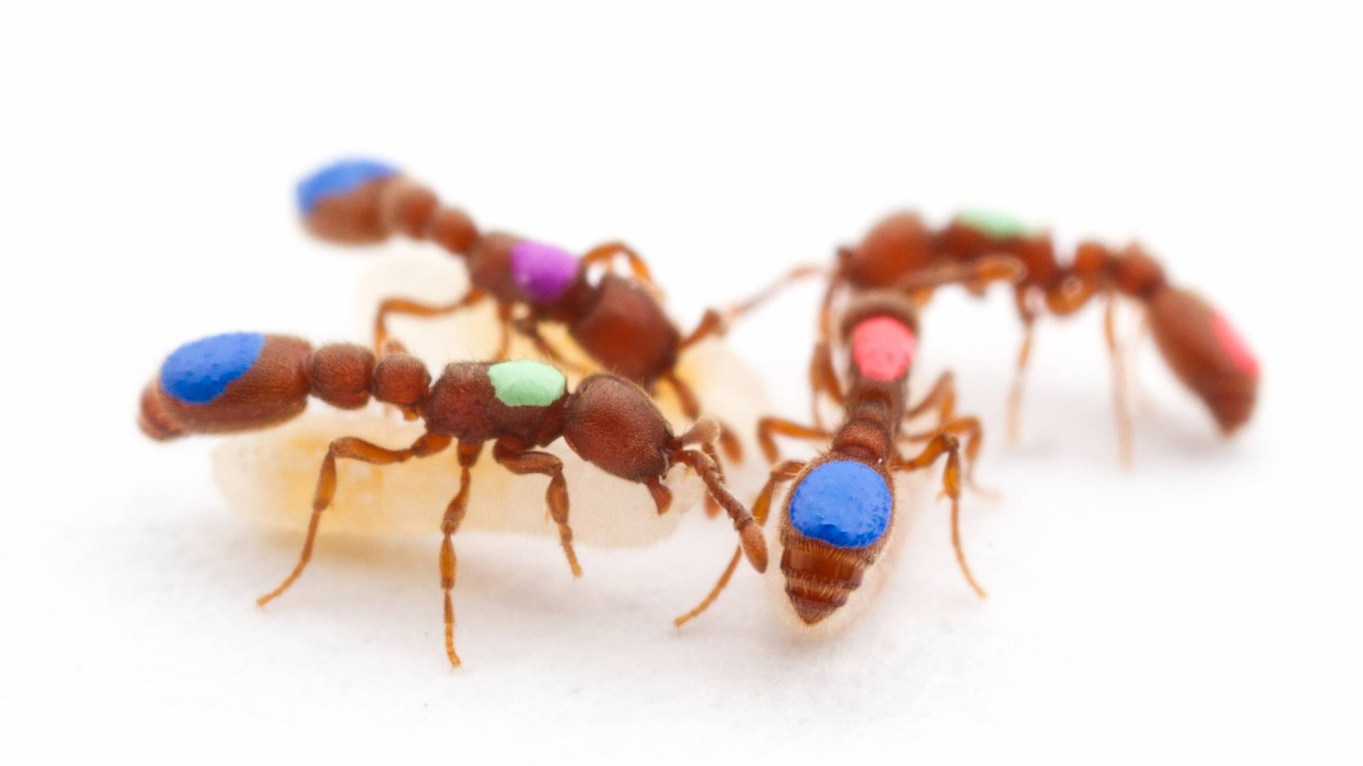 Four ants with colored circles on them gather together