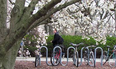 Blossoms bikes