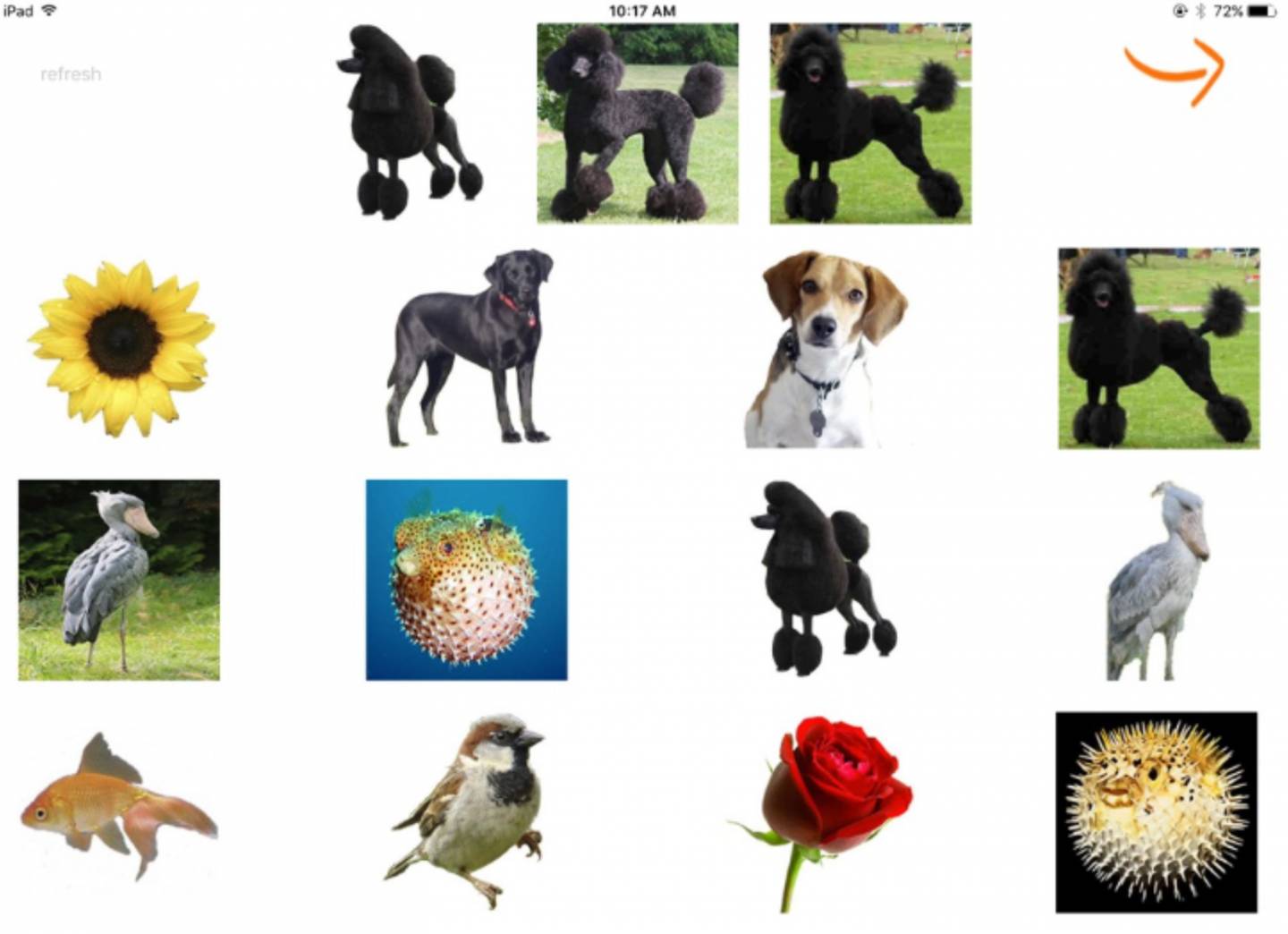 Images of dogs and various other animals and plants