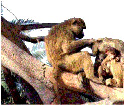 baboons