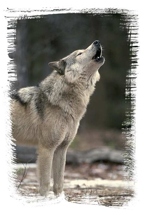 Wolf
