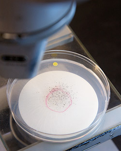 Petri dish with slime mold