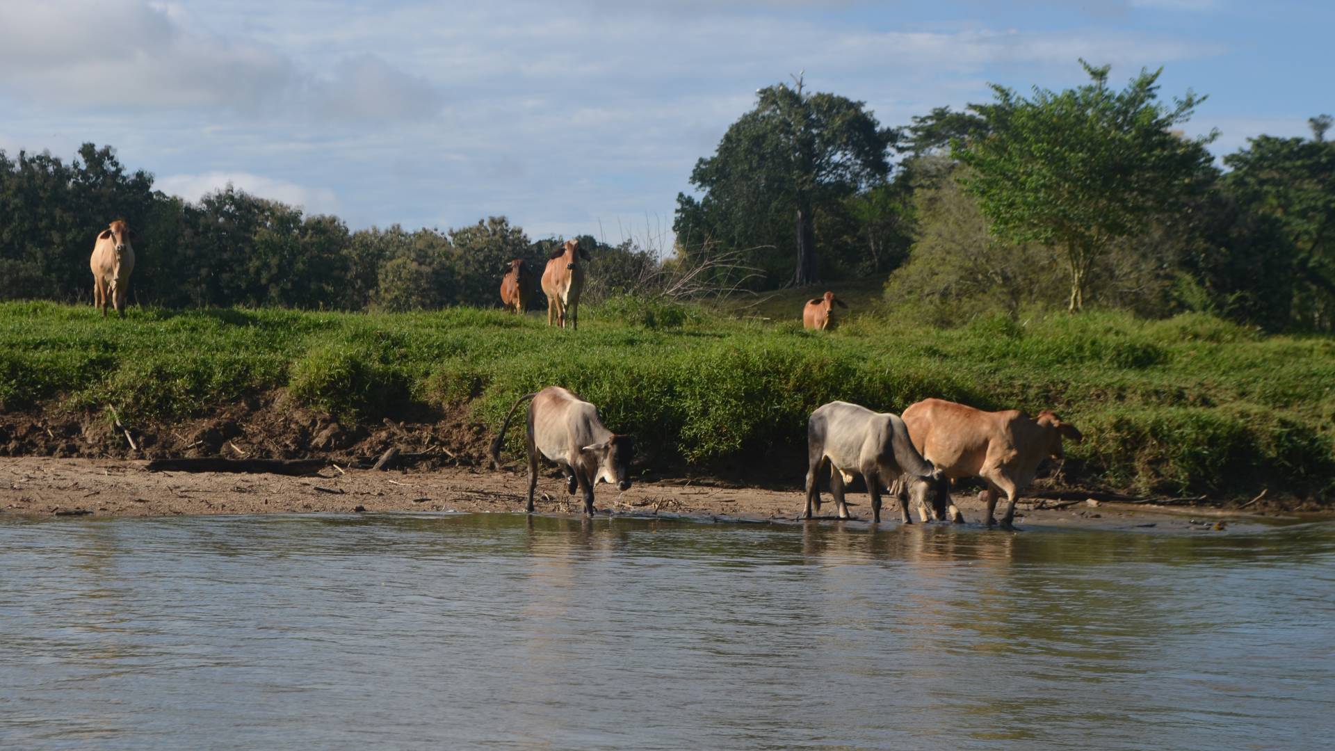 Cows standing along shoreline and in river drinking