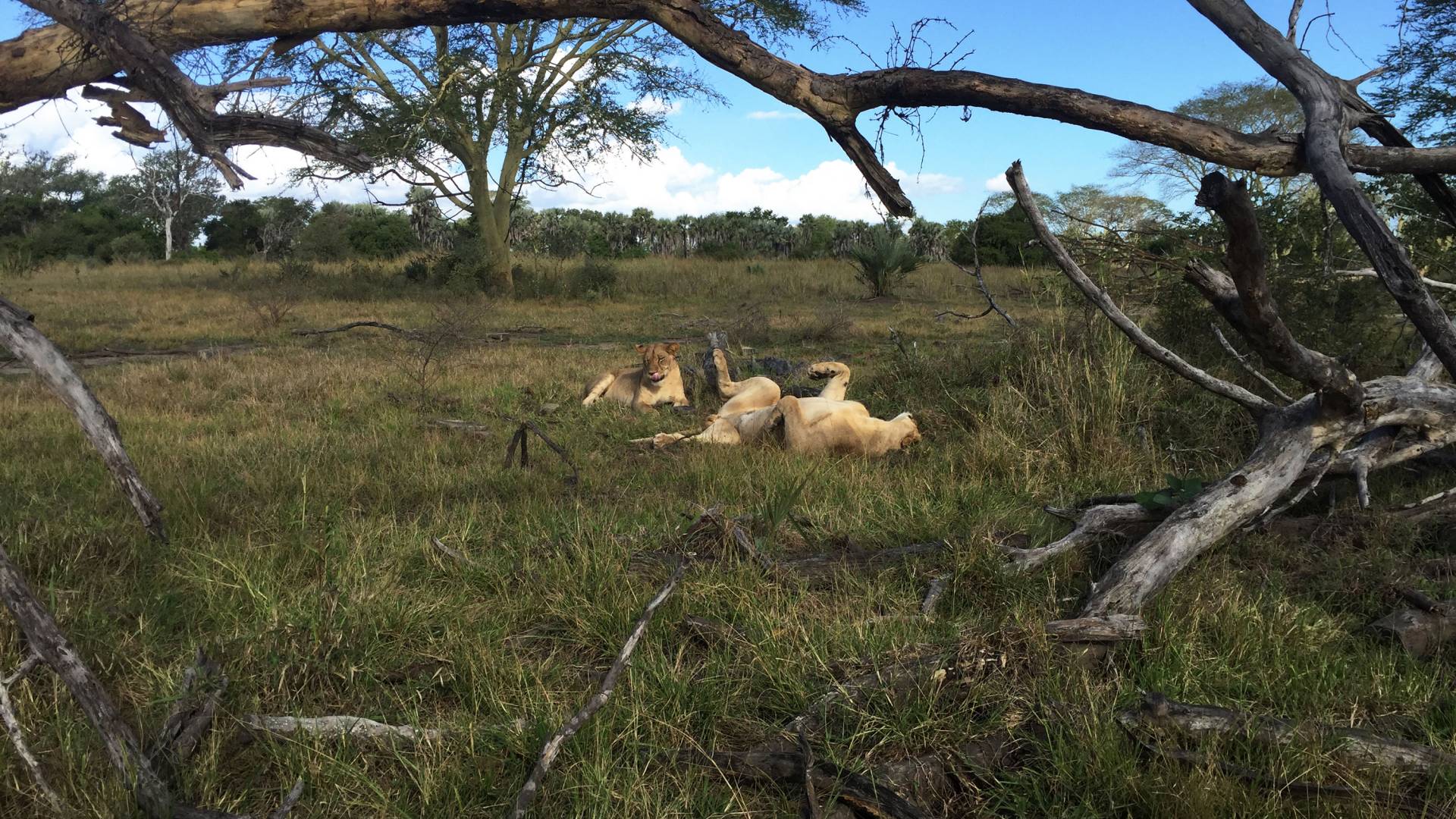 2 lions sprawl in te grass