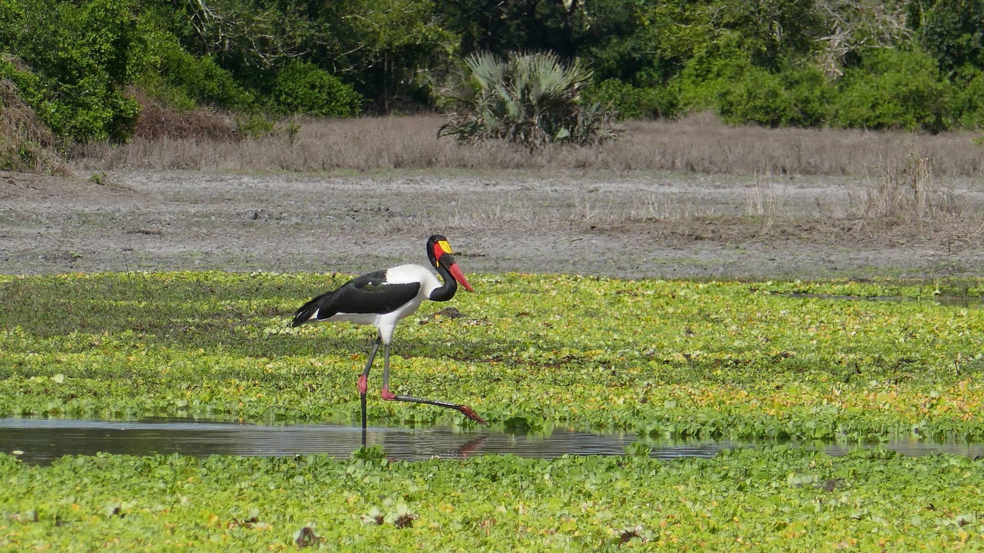A saddle-billed stork  stands in a pond