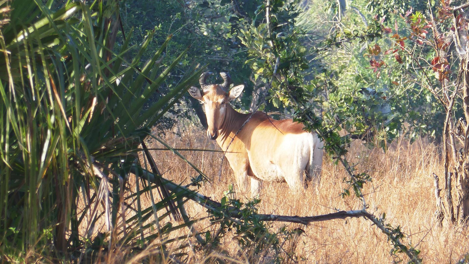 An antelope is seen through foliage