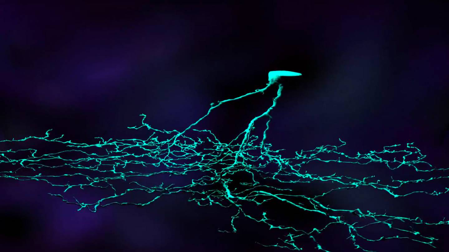 Neuron modeled from Eyewire