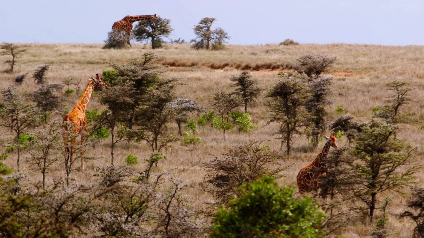 Giraffes grazing on the kandscape