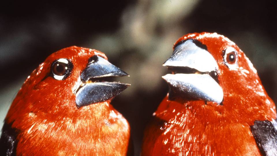 Closeup of two black-bellied seedcracker finches