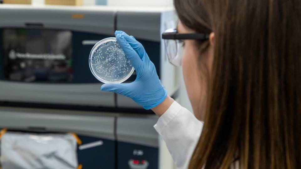A graduate student looks at a petri dish in a laboratory