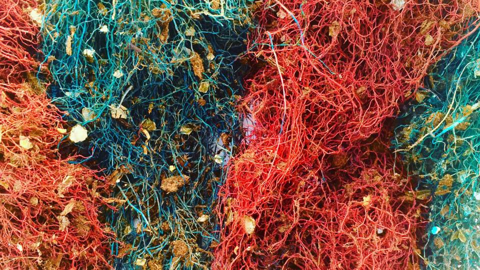 colorful root structures
