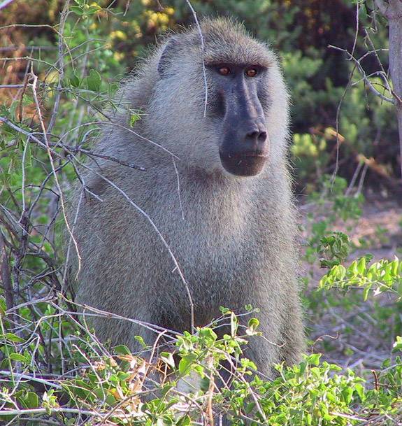 Baboons watch