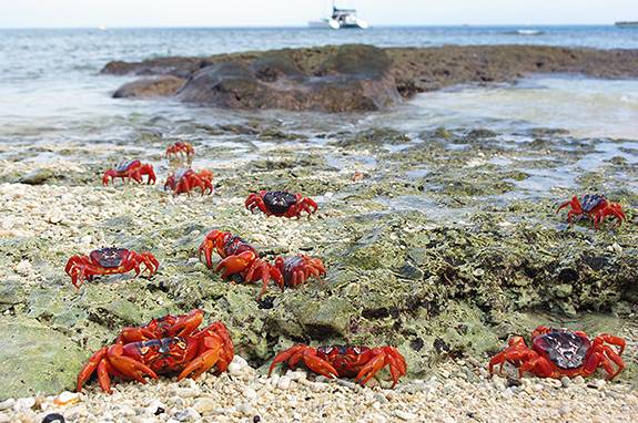 Red Crabs cove