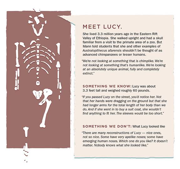 Meet Lucy. She lived 3.3 million years ago in the Eastern Rift Valley of Ethiopia. She walked upright and had a skull familiar from a visit to the primate area of a zoo. But Alan Mann told students that she and other examples of Australopithecus afarensis shouldn’t be thought of as advanced chimpanzees or lesser humans. 'We're not looking at something that is chimplike. We're not looking at something that's humanlike. We're looking at an absolutely unique animal, fully and completely extinct.' Lucy was...