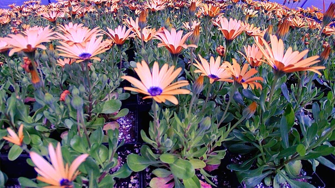Greenhouse African daisies