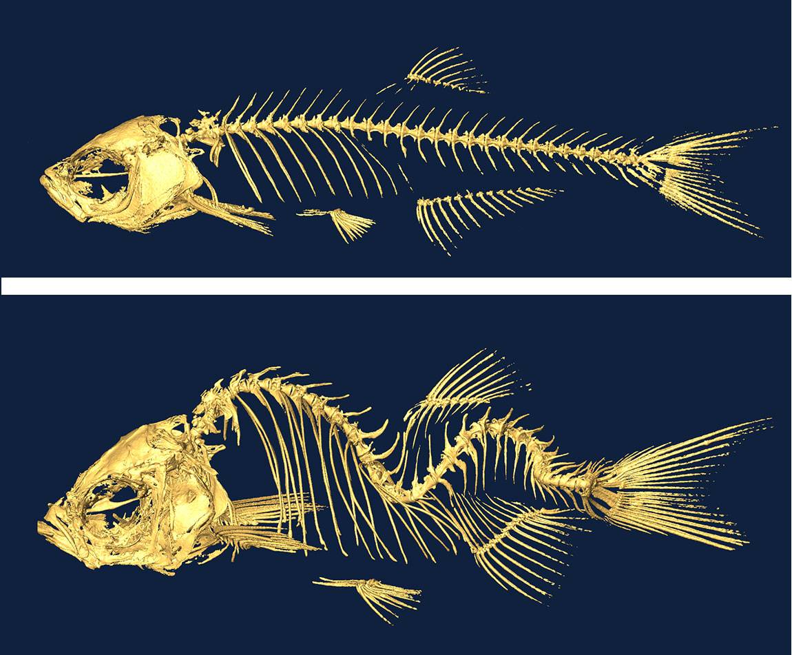 Images of fish skeletons used i genetic studies of scoliosis