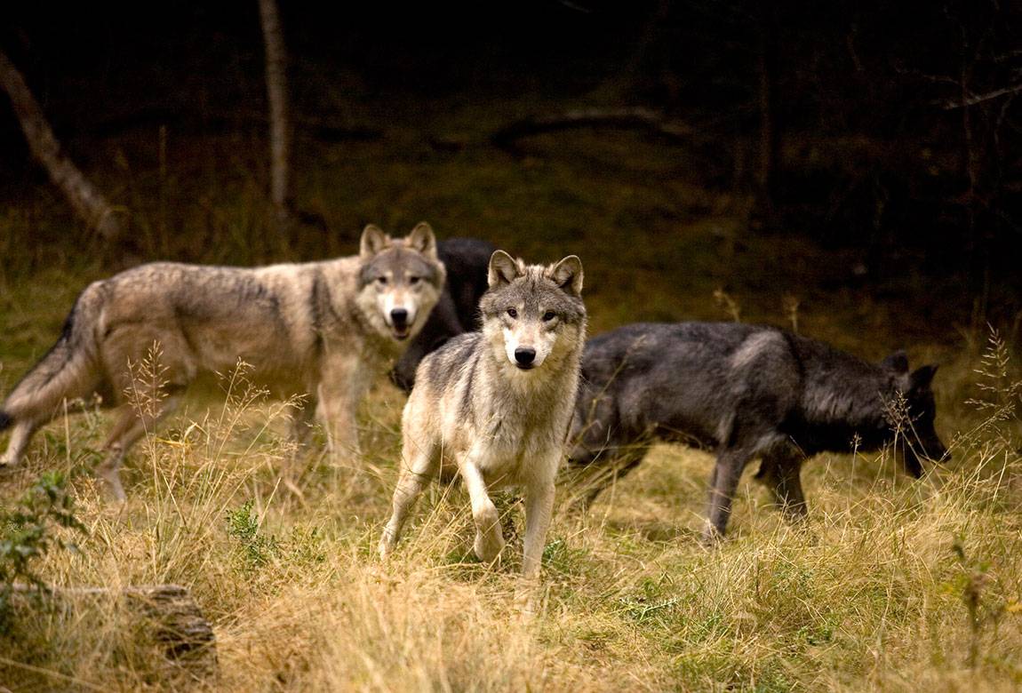 Image of gray wolf pack