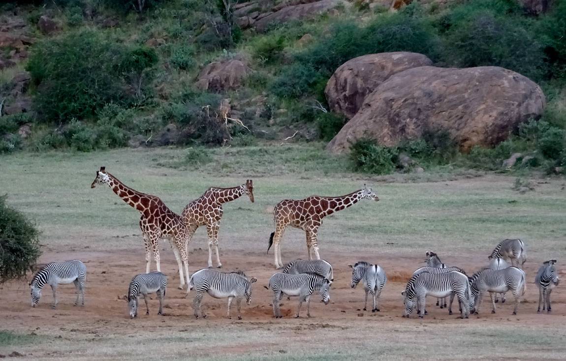 Mpala Grevy zebras and giraffes