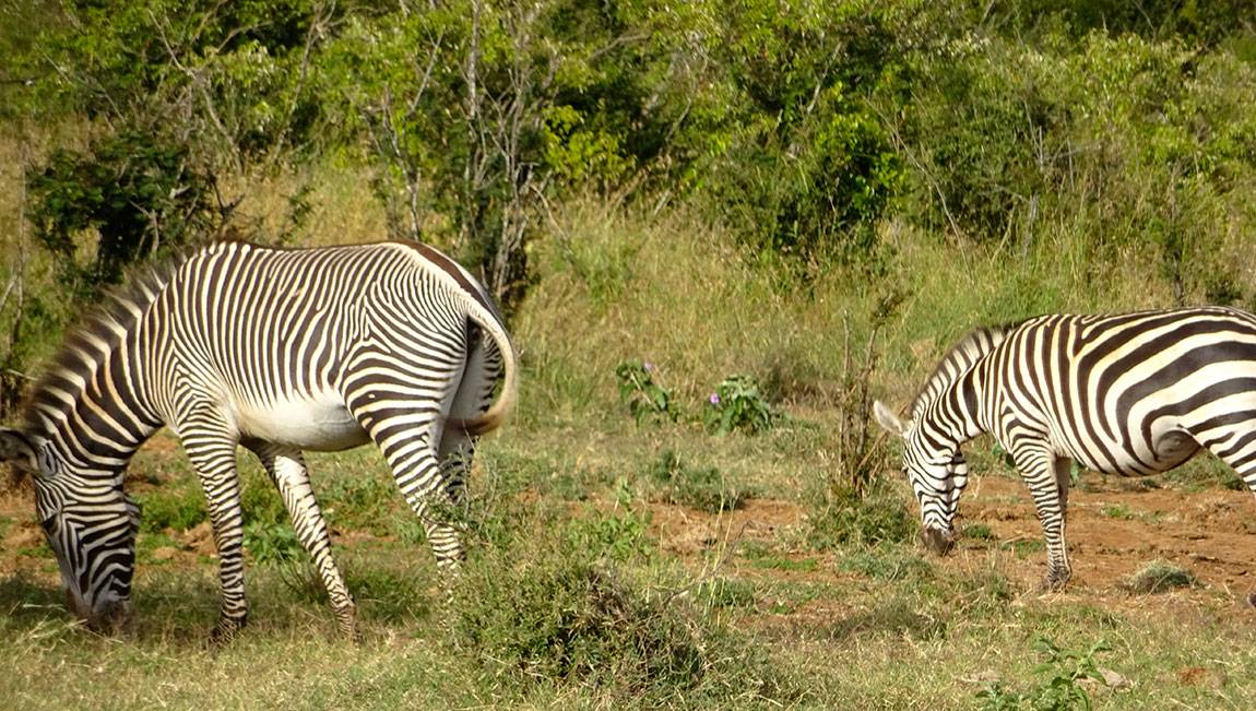 Mpala Grevy zebra and Plains zebra