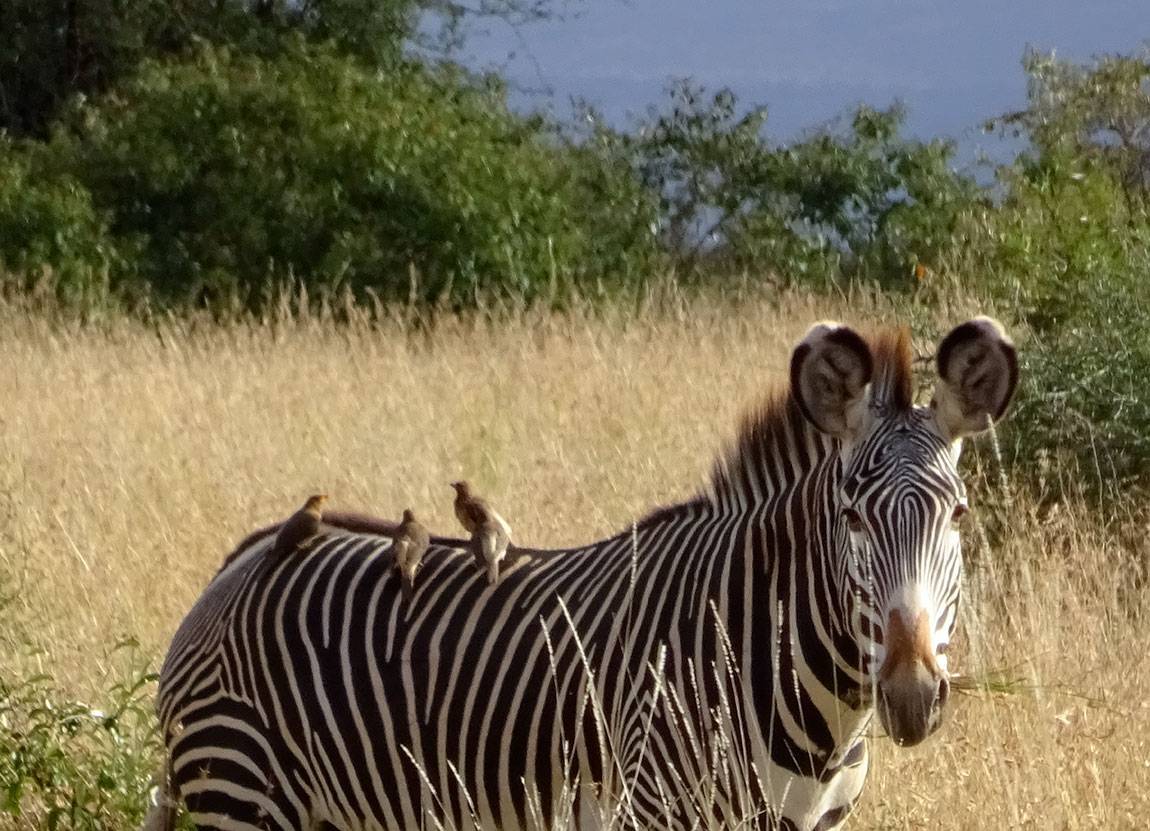 Mpala Grevy zebra with birds sitting on back