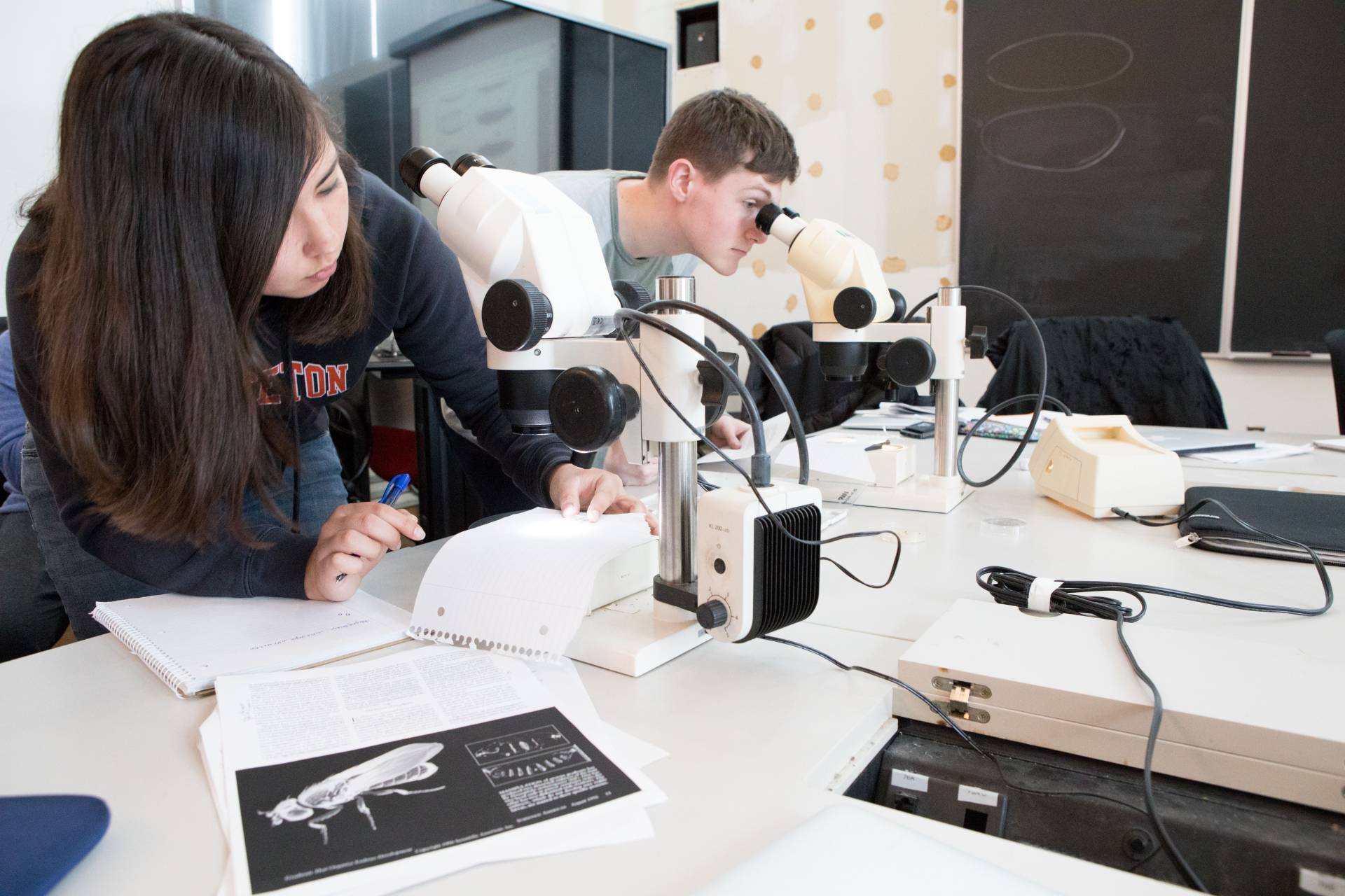 Kate Leung and Thomas Hoopes examine fruit flies under the microscope