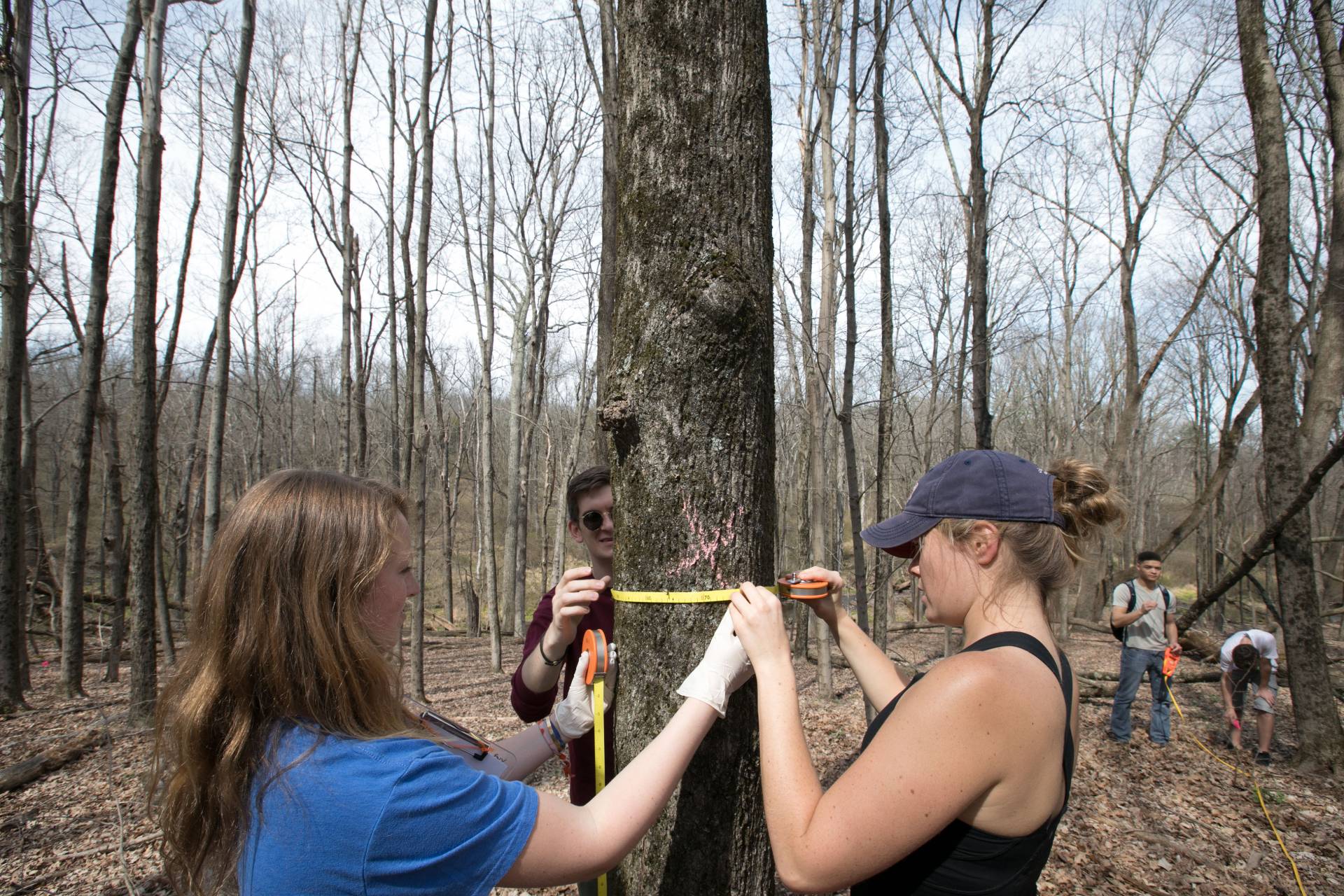 Lilly Chadwick and Addie Gilson measuring trunk of tree