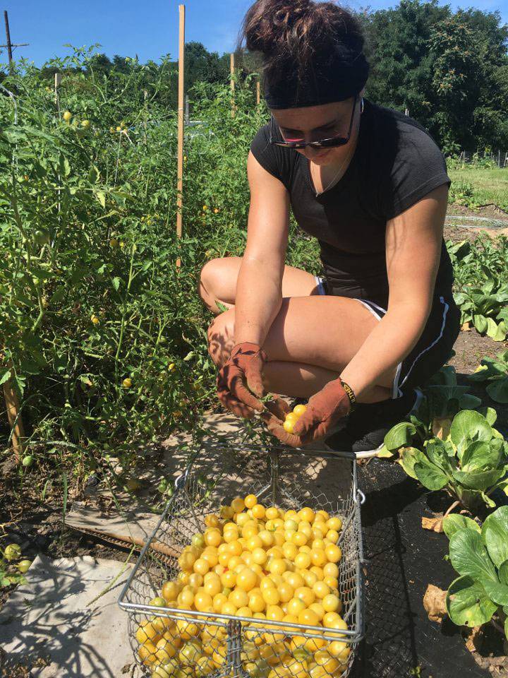 Mariah Keopple gathering tomatoes