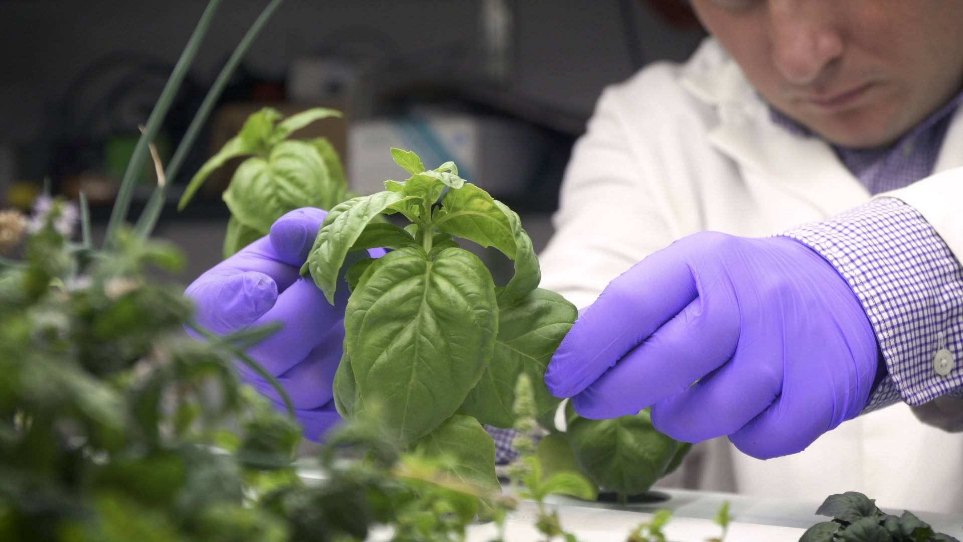 A researcher inspecting a plant