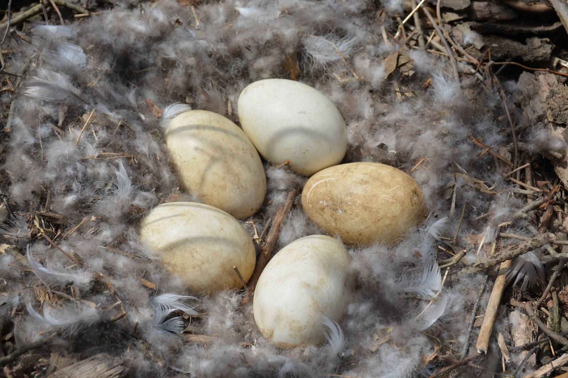 A nest of Canada goose eggs