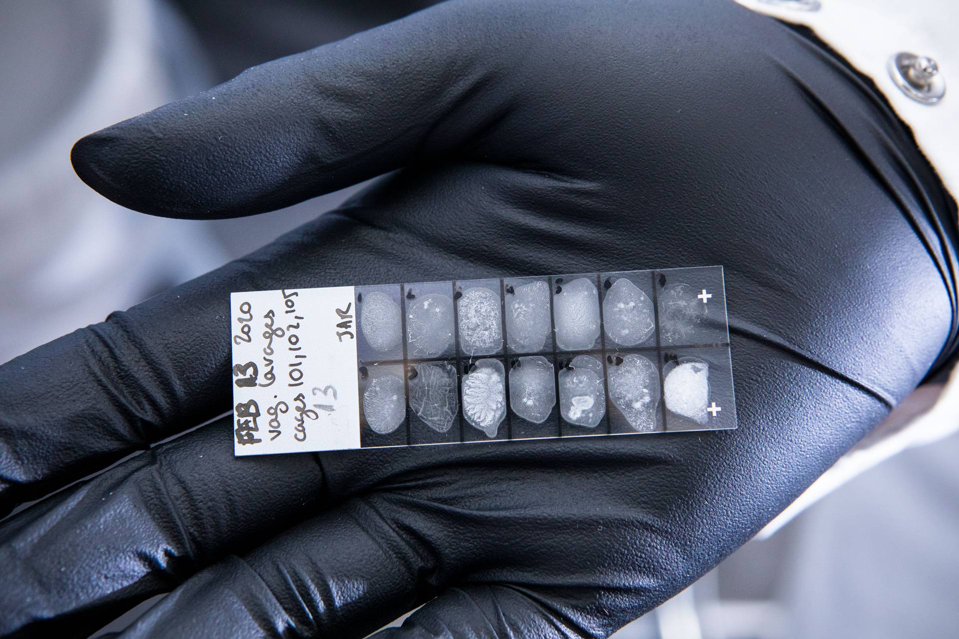 Lab samples in the palm of a nitrile gloved hand