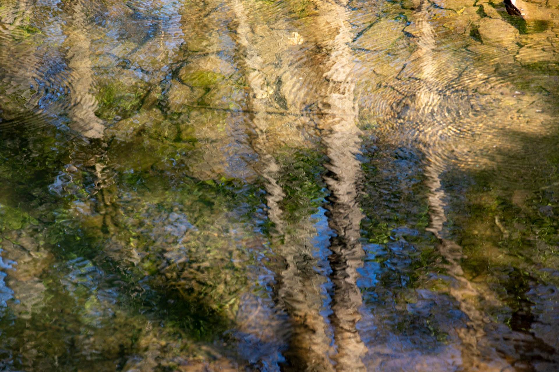 Refections of trees in rippling water