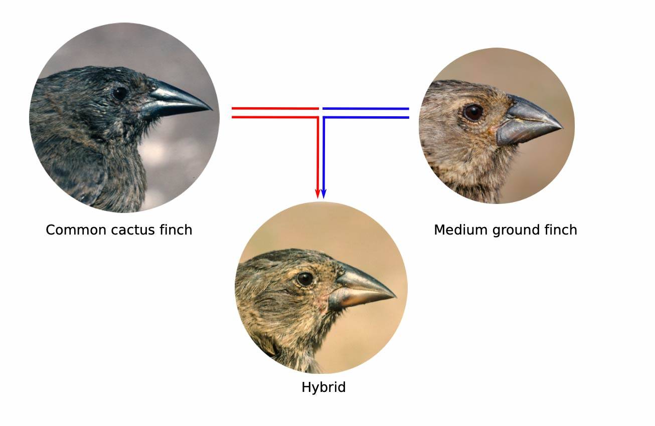 A schematic showing the combination of a Common Cactus Finch with a Medium Ground Finch make a hybbrid finch