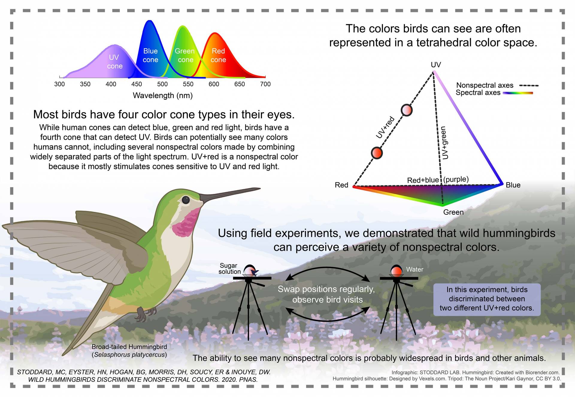 Most birds have 4 color cone types in their eyes. While human cones can detect blue, green, and red light, birds have a fourth cone that can detect UV. Birds can potentially see many colors humans cannot, including several nonspectral colors made by combining widely separated parts of the light spectrum. UV+red is a nonspectral color because it mostly stimulates cones sensitive to UV and red light. Using field experiments, we demonstrated that wild hummingbirds can perceive a variety of nonspectral colors.