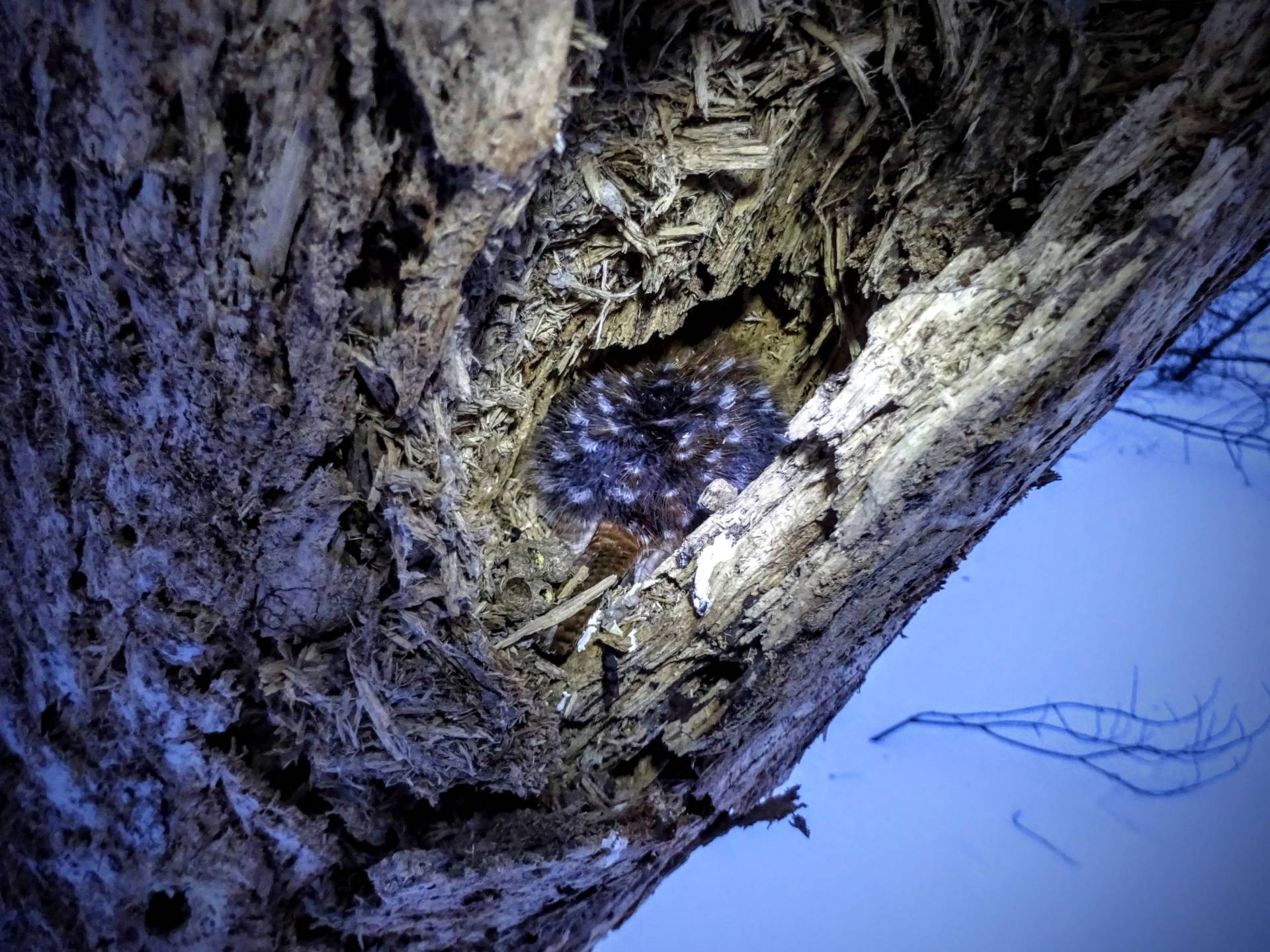 Downy woodpecker in a tree trunk nest
