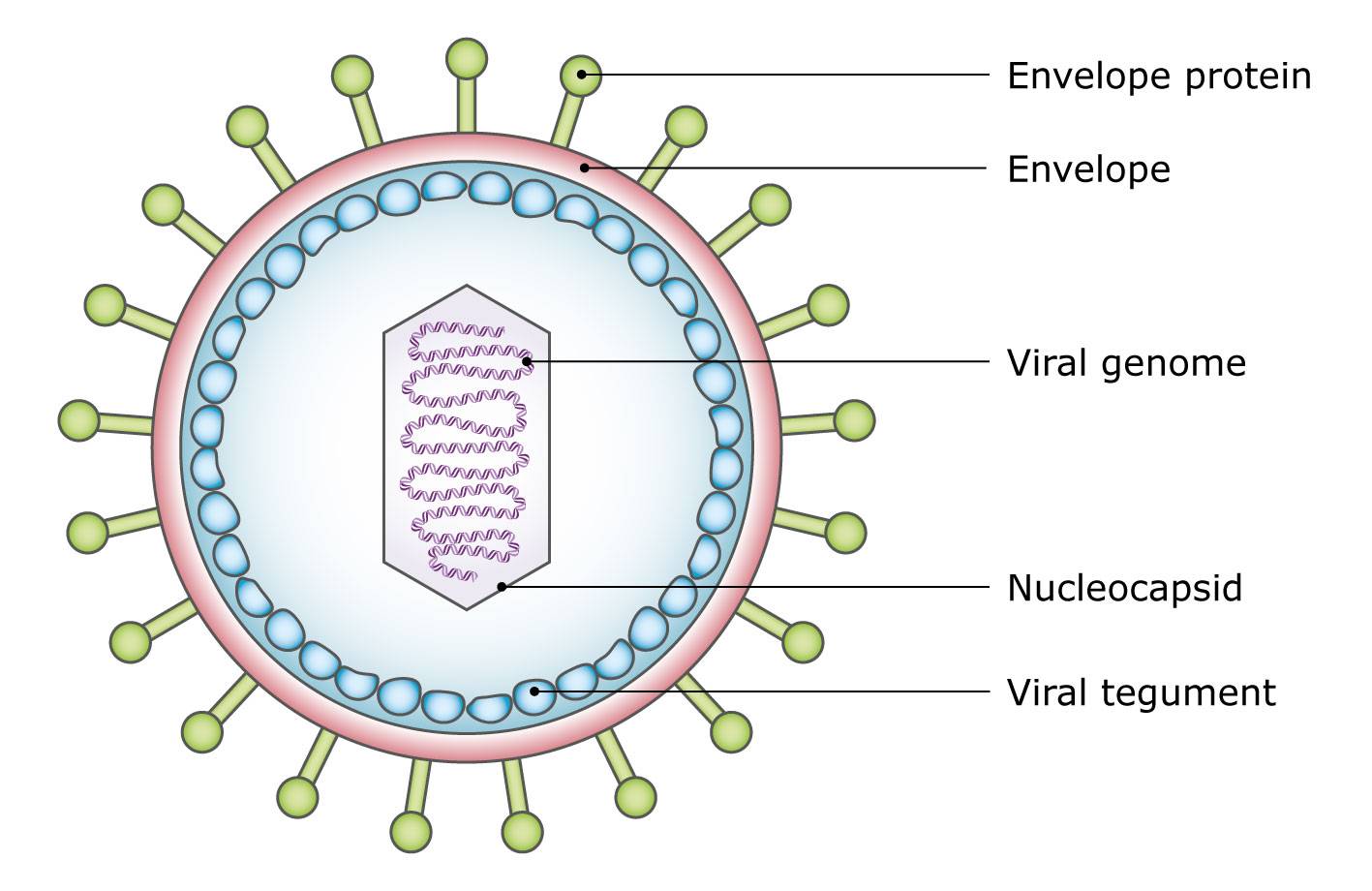 Diagram of a virus particle