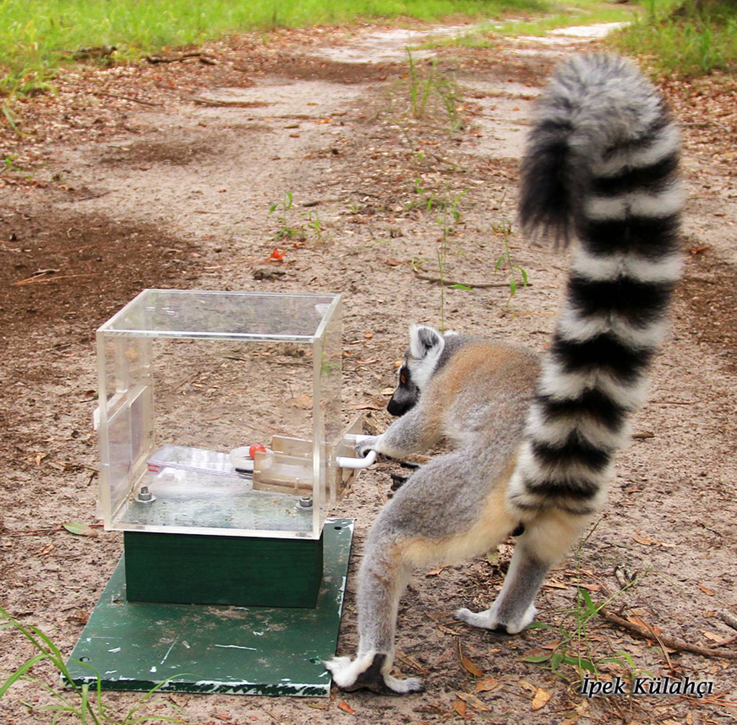 Lemur taking a grape from a box