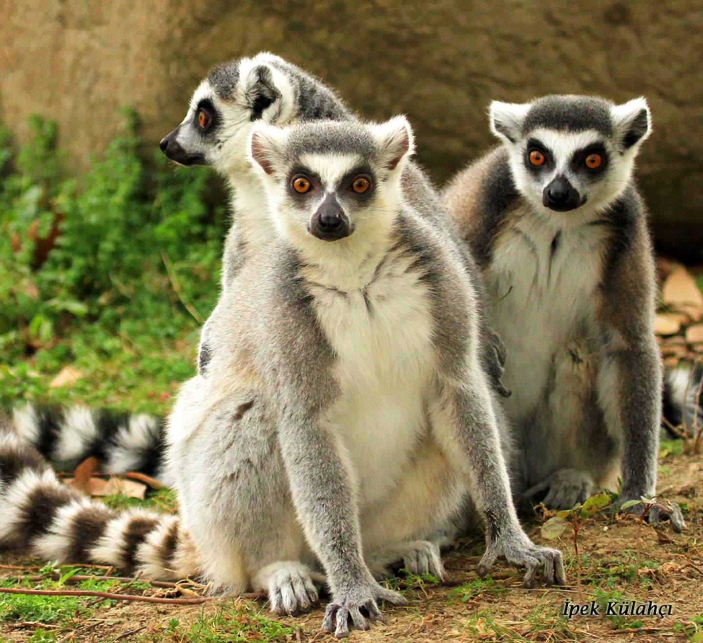 Three lemurs sitting together