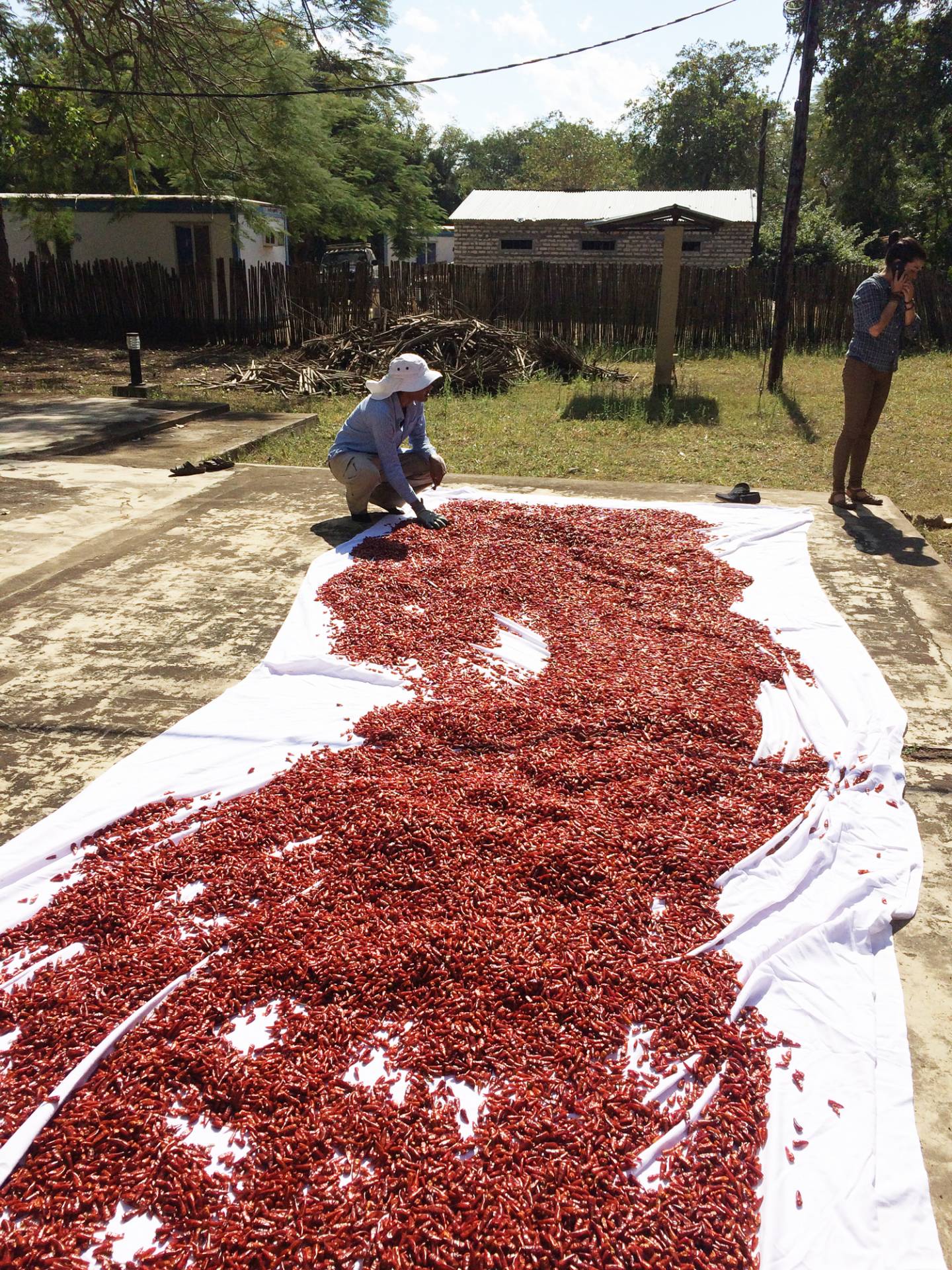 A tarp covered in chili papers is laid out