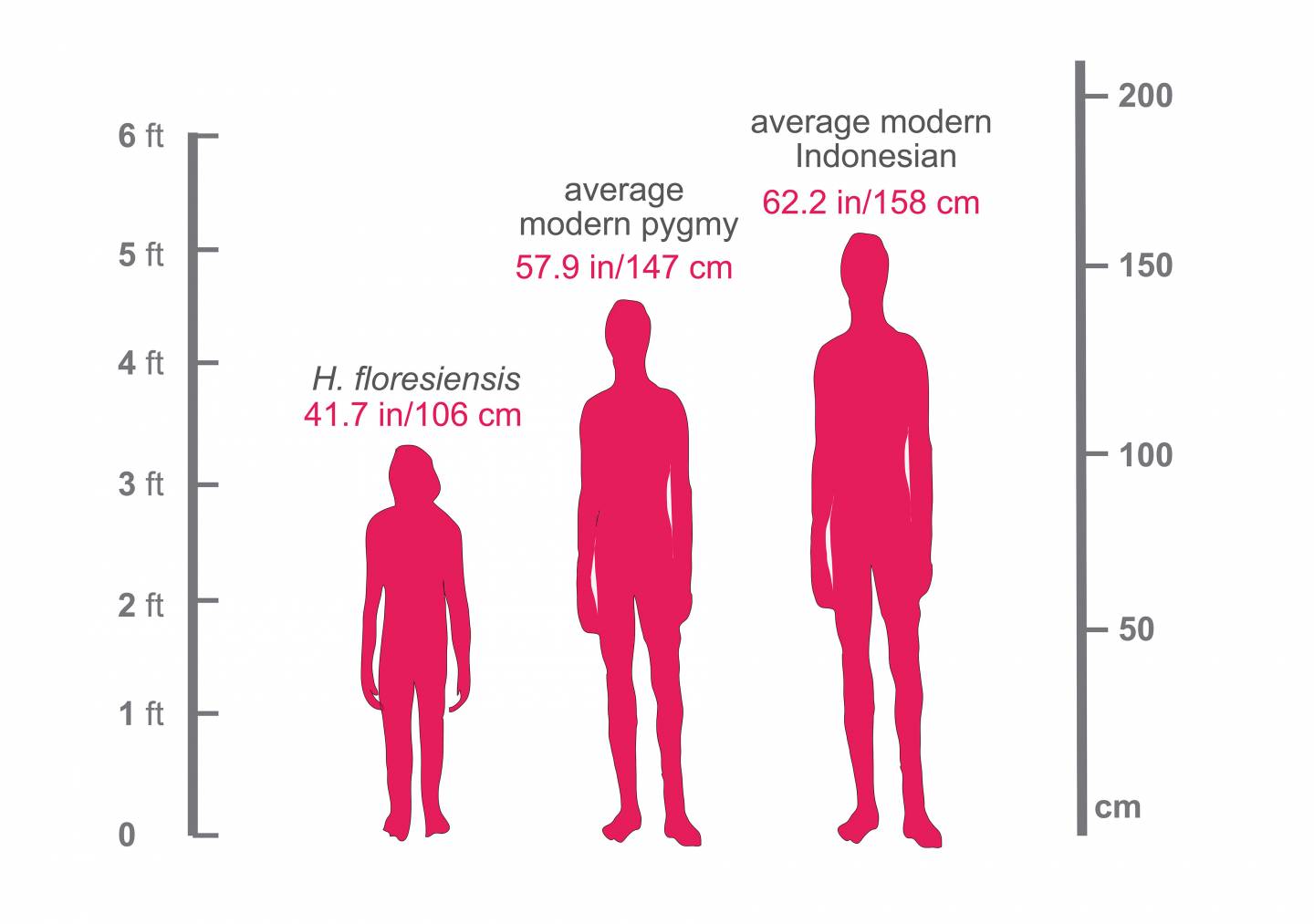 Height comparison between Homo florensiensis, modern pygmy, and average Indonesian