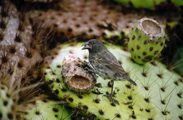 A cactus finch on a cactus